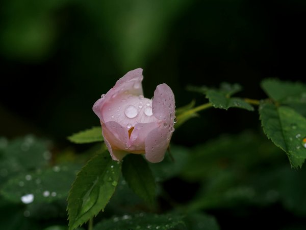 Rénovation de votre porte d"entrée : magie du chêne massif et astuces indispensables